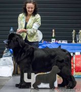 Превью фото № 219142