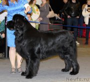 Превью фото № 219202