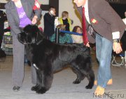 Превью фото № 219207