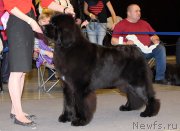 Превью фото № 219221