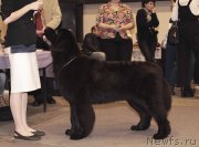 Превью фото № 219227