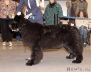 Превью фото № 219228