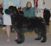 Превью фото № 219244