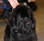 Превью фото № 219250