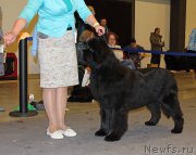 Превью фото № 219255