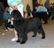 Превью фото № 219256