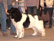 Превью фото № 219278