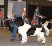 Превью фото № 219302