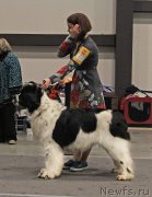 Превью фото № 219306