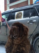 Превью фото № 219348