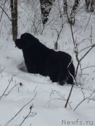 Превью фото № 219414