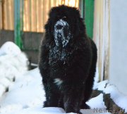 Превью фото № 219417