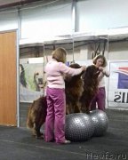 Превью фото № 219445