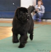 Превью фото № 219447