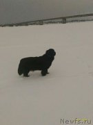 Превью фото № 219456