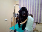 Превью фото № 219469