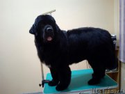 Превью фото № 219470