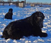 Превью фото № 219504