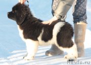 Превью фото № 219509