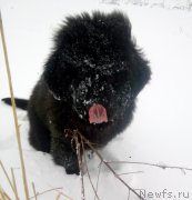 Превью фото № 219512