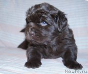 Превью фото № 219540