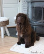 Превью фото № 219566