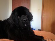 Превью фото № 219592