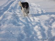 Превью фото № 219599