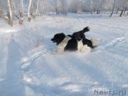 Превью фото № 219600