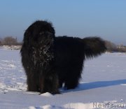 Превью фото № 219612