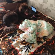 Превью фото № 219620