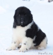 Превью фото № 219623