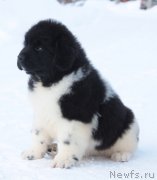 Превью фото № 219624