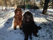 Превью фото № 219626