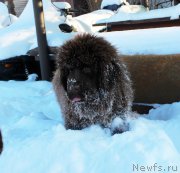 Превью фото № 219638