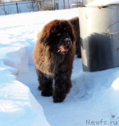 Превью фото № 219639