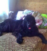 Превью фото № 219687