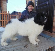 Превью фото № 219710