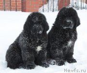 Превью фото № 219717