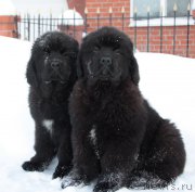 Превью фото № 219719