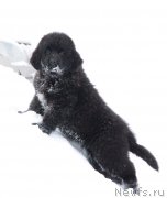 Превью фото № 219727