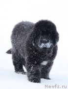 Превью фото № 219735