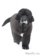 Превью фото № 219736