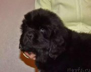 Превью фото № 219771