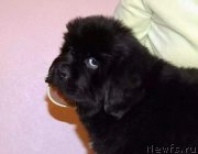 Превью фото № 219772