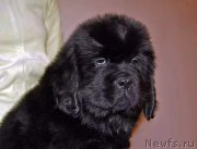 Превью фото № 219774