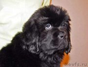 Превью фото № 219775