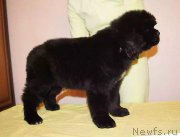 Превью фото № 219776