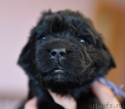 Превью фото № 219797