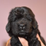 Превью фото № 219802